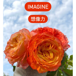 （苗 植株盆栽現貨）想像力Imagine rose 玫瑰花月季 盆栽 樹玫瑰 橘色花 保濕無根枝條