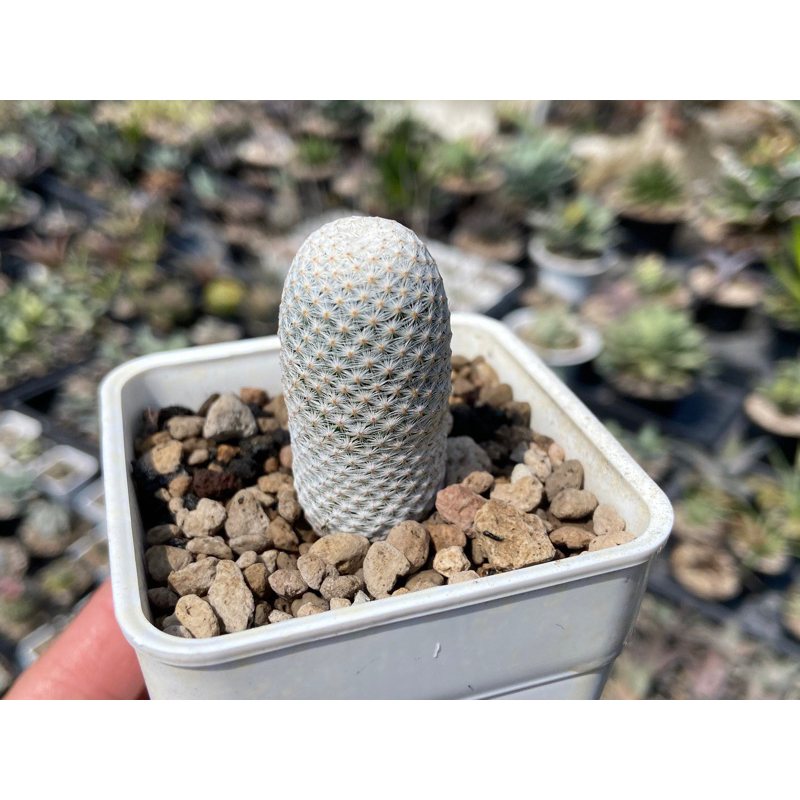 白鷺 Mammillaria albiflora 仙人掌 /種子實生3吋 /奧莉諾多肉園