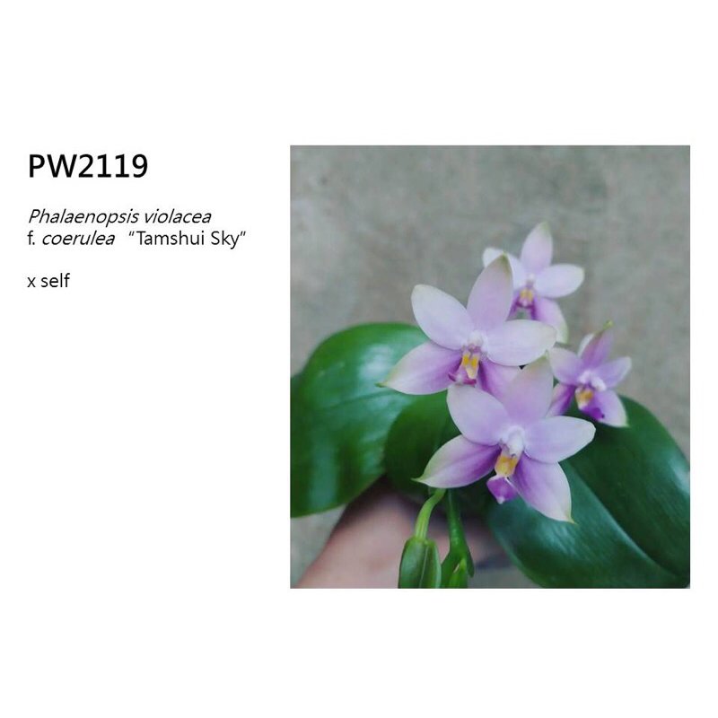 【芃程蘭舍】PW2119 Phal. violacea f. coerulea 精選個體自交 1.7吋實生苗