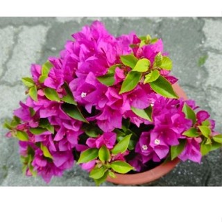 7吋大盆(龍年新品種-粉狐狸/幾乎無刺) 九重葛特殊繡球密集花瓣 狐狸尾 三角梅植栽盆栽花盆多花花瓣長花期