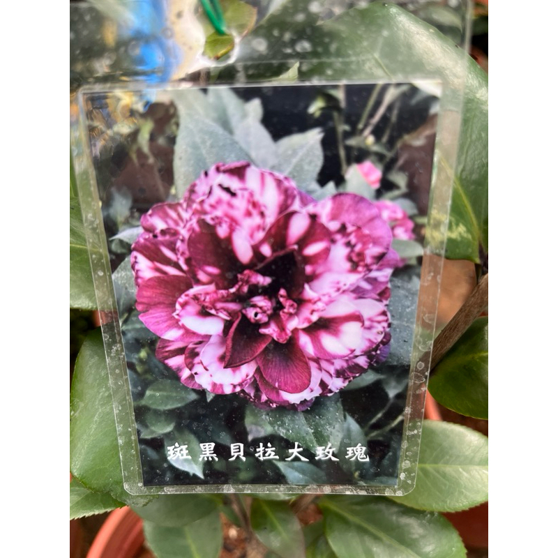 斑 黑貝拉大玫瑰  山茶花 / 6吋～多年生開花小喬木⋯