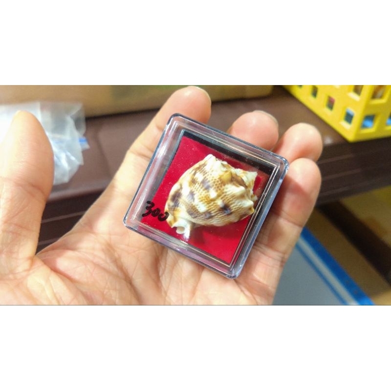 唐冠螺 幼貝 Cassis cornuta 貝殼 四大名螺