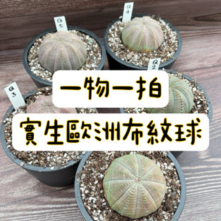 ≡植綠人生≡🌴實生歐洲布紋球🌴4年實生│一物一拍📷Euphorbia obesa│大戟科│晃玉│療癒│多肉植物