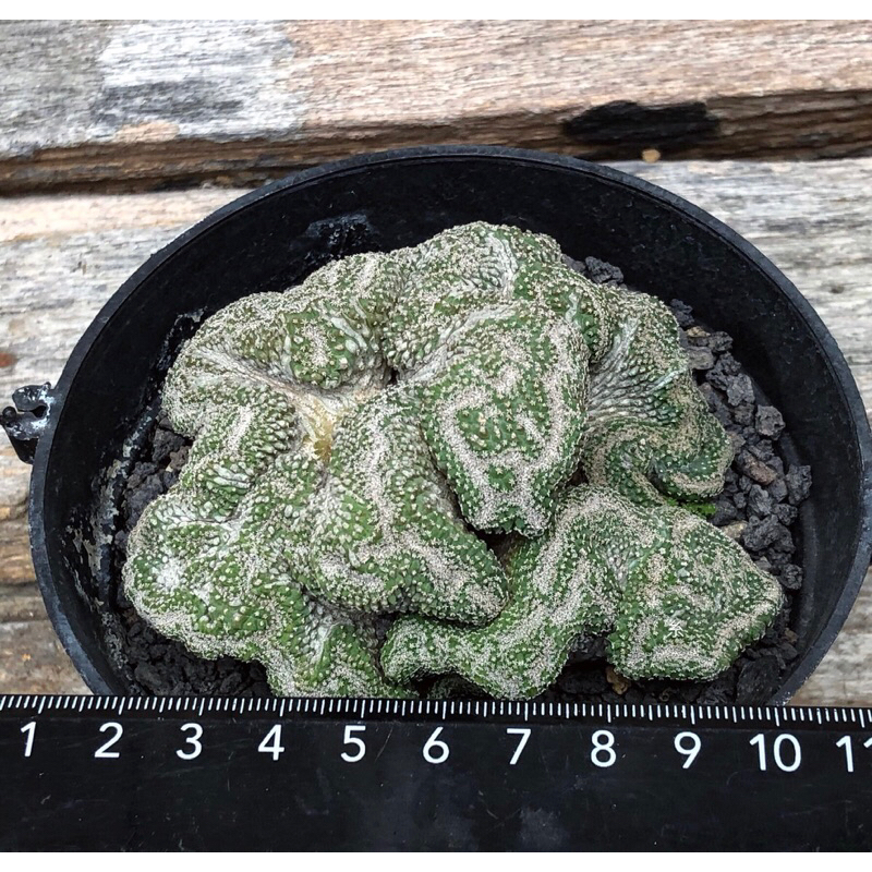 糸·嶼 / Strombocactus Disciformis F. Cristata 菊水綴化 - 仙人掌 / 植物