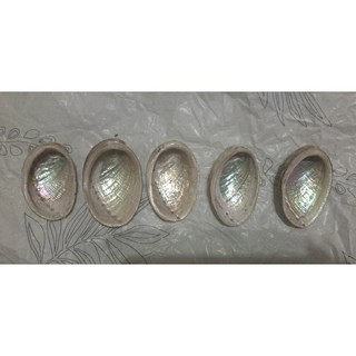 小size鮑魚貝殼以及大鮑魚貝殼（非專業賣家）
