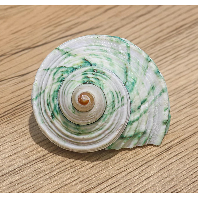奶綠蠑螺(魚缸造景/收藏/擺飾)