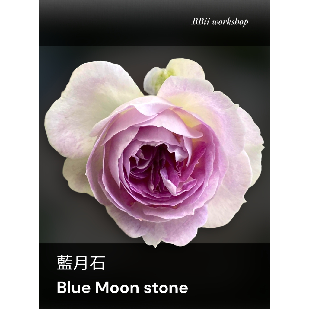 藍月石 Blue Moon stone 玫瑰花 / 6吋盆扦插苗 / 植株盆栽