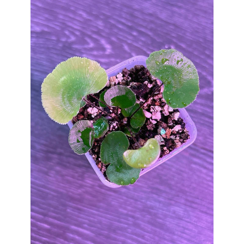 荷葉 鐵線蕨 Adiantum reniforme 觀葉植物 鐵線蕨 四川 非洲 腎型