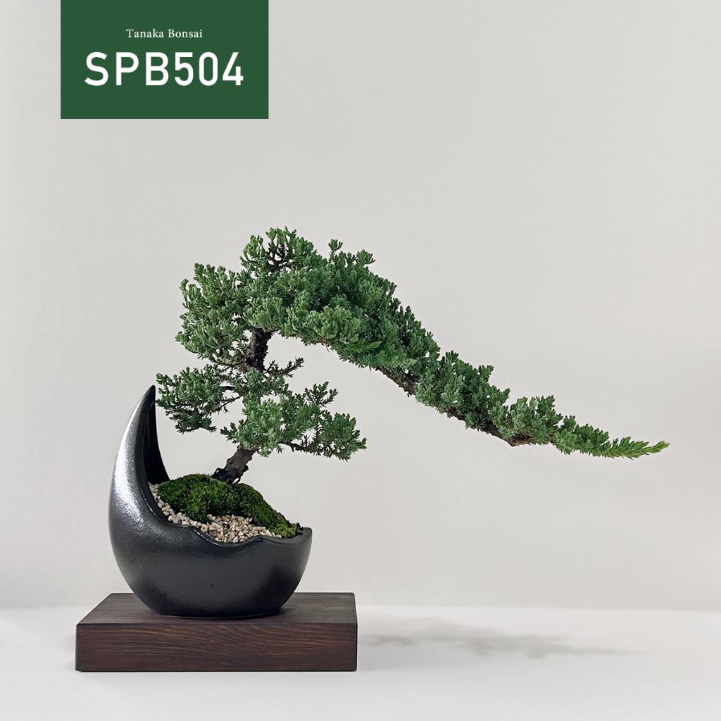 【Tanaka Bonsai】SPB504 珍珠柏盆景 (不含木墊片）｜松柏盆栽