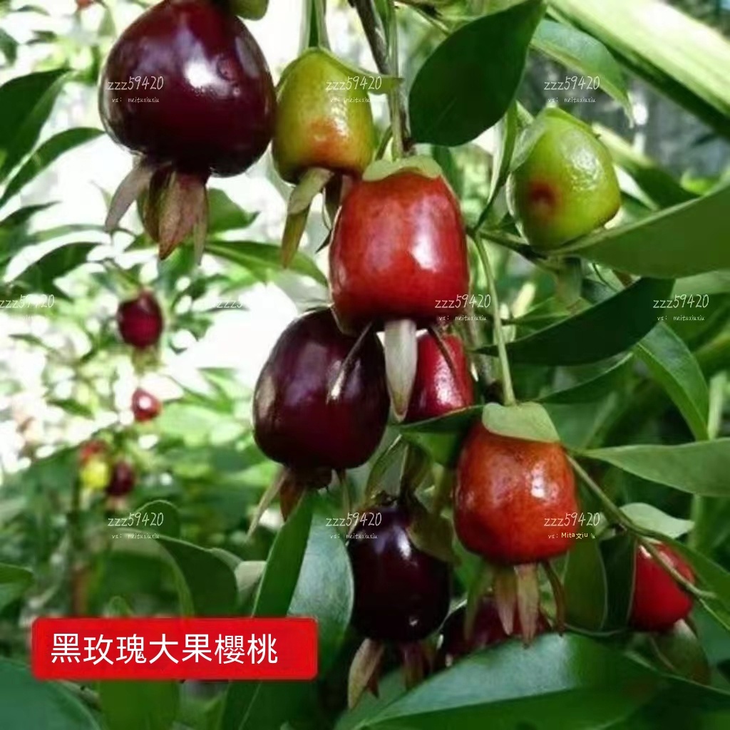 （長果大果種子）進口長果大果黑玫瑰櫻桃巴西甜櫻桃果種子新品種南北方種植盆栽地栽水果種子