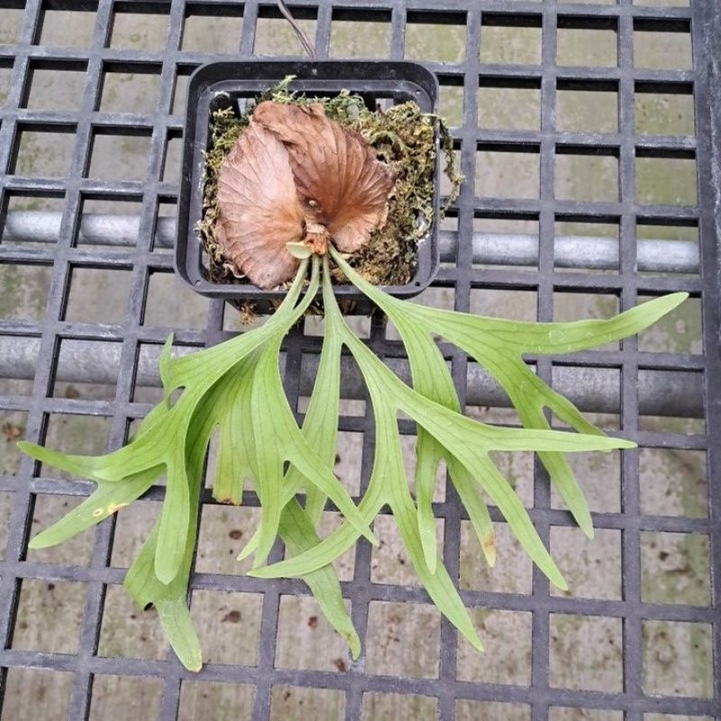 原生種 鹿角蕨 Platycerium coronarium 泰國皇冠 5吋盆