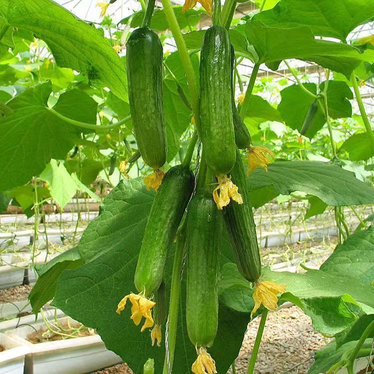 水果黃瓜種子 高産小黃瓜 四季播種節節瓜地栽盆栽菜籽農家蔬菜種子存活率100%