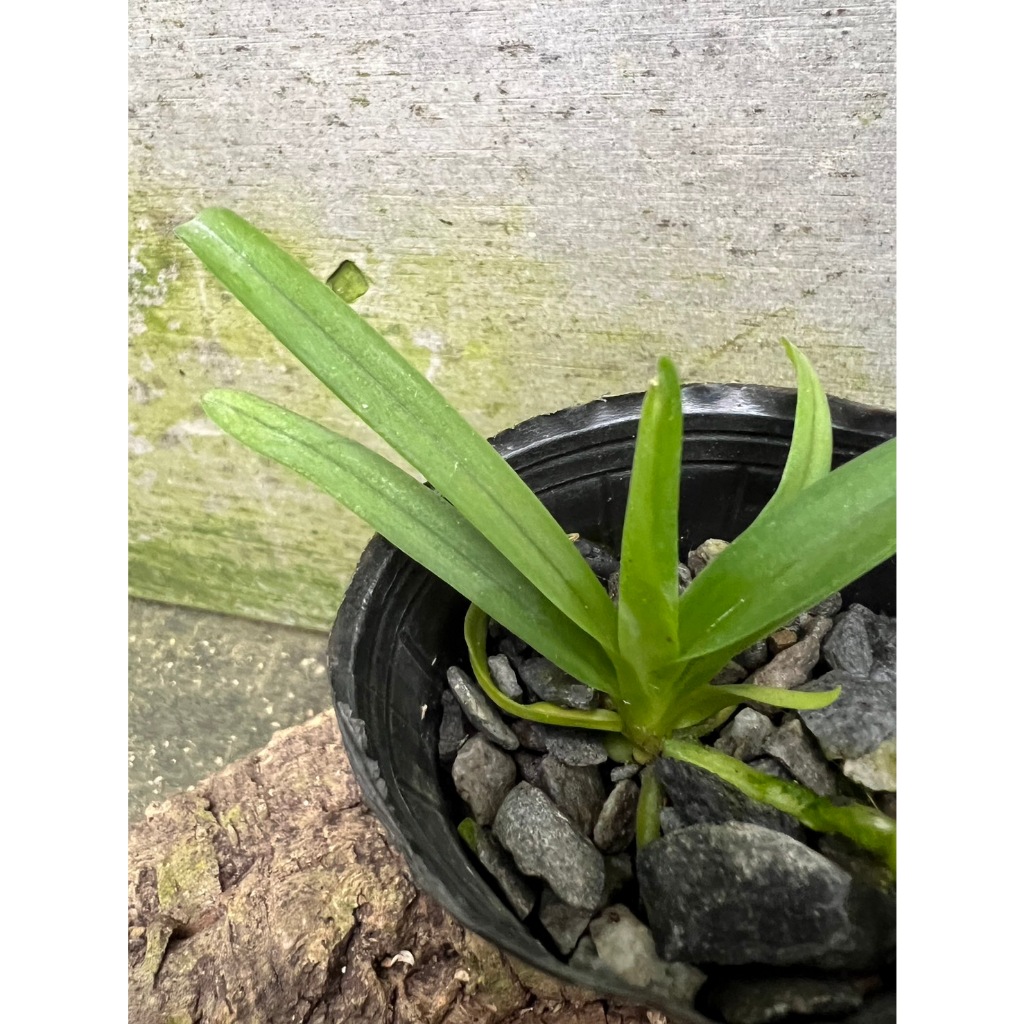 噢葉design "Vanda pumila 矮萬代蘭"  蘭花、塊根植物、圓葉花燭、蔓綠絨