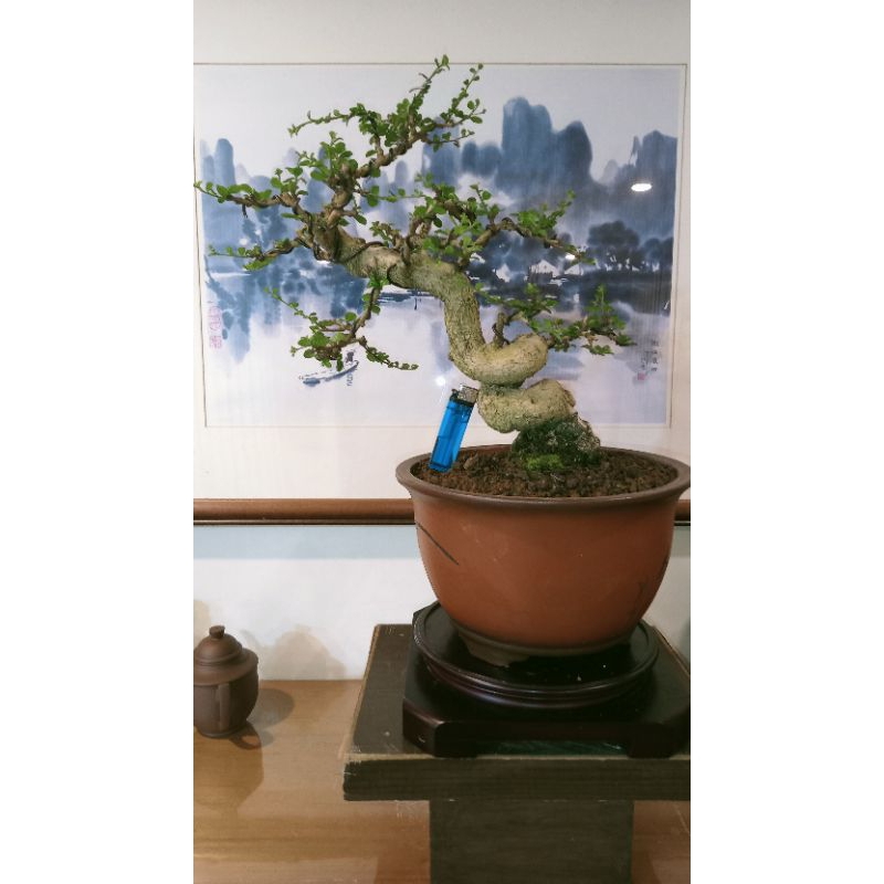 527G#-藏家釋出40幾年樹齡超扭轉大幹徑老頭「福建茶」極品盆栽