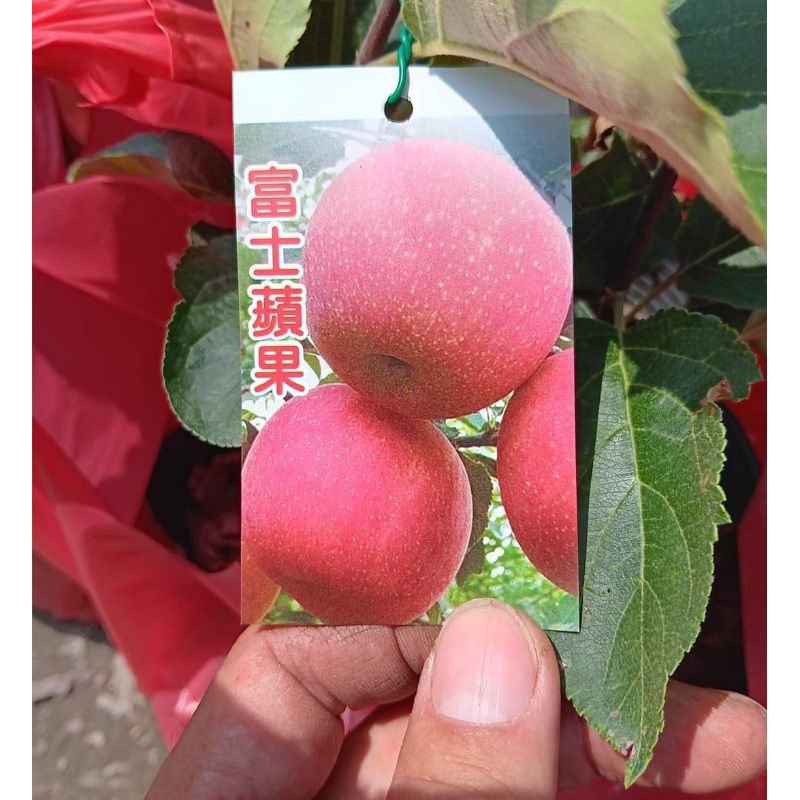 **小農之家**優質種苗「富士蘋果」 嫁接苗 秋冬落葉 約40cm 日本種蘋果