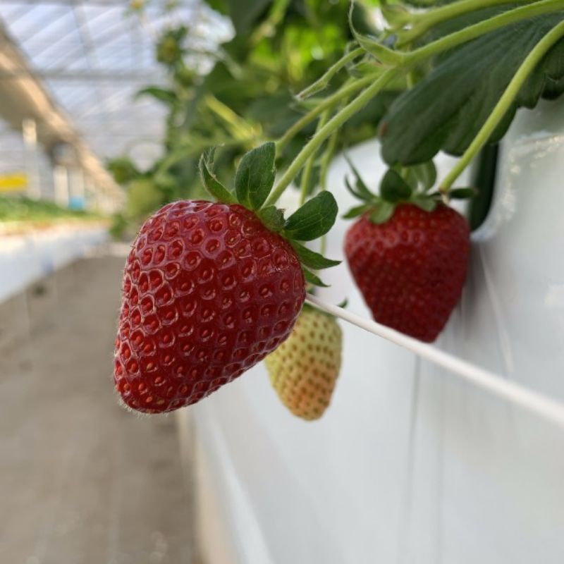 «草莓苗🍓» 真紅美鈴 真紅の美鈴 しんくのみすず 日系草莓苗