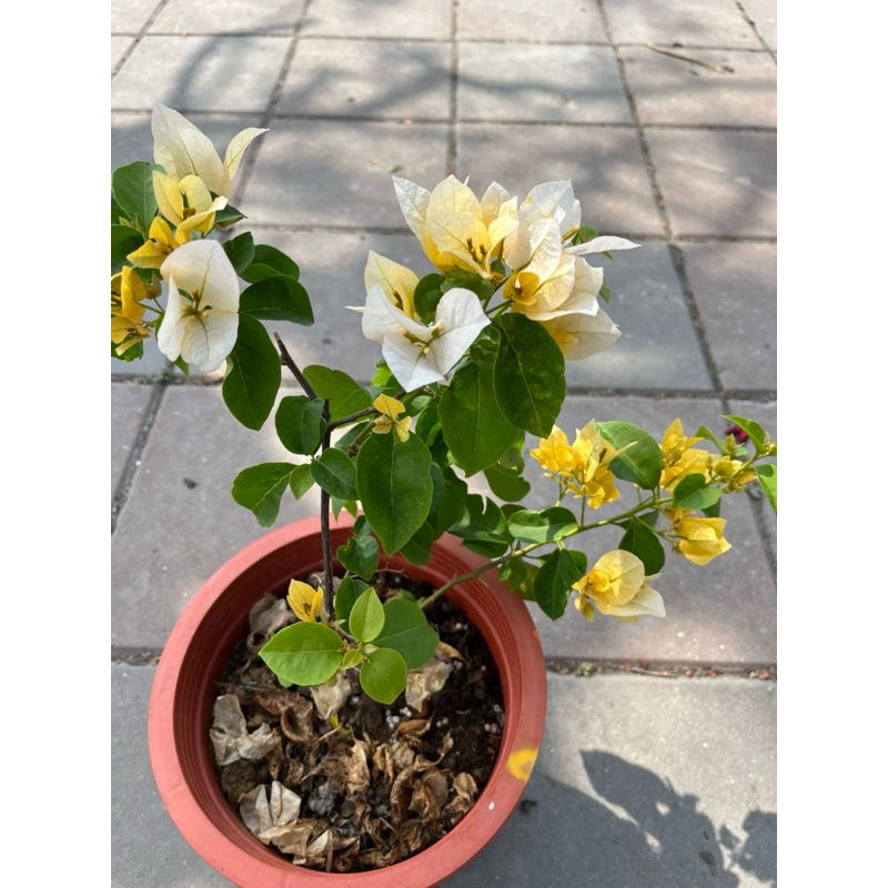 蘇瓦娜 九重葛｜7吋～多年生開花植物⋯