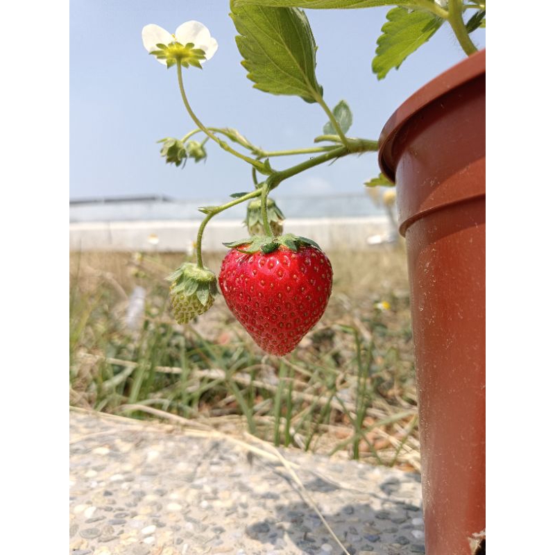 «草莓苗🍓» 露之水滴 ひのしずく 糖蜜 日系草莓苗