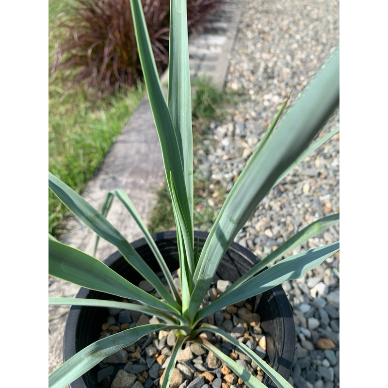 【帆植Fan's Plant】 Yucca rostrata 喙絲蘭/絲蘭屬/龍舌蘭亞科 原產地北美 實生苗