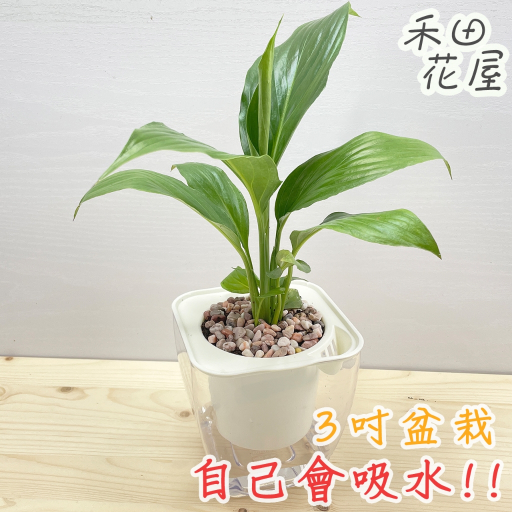 禾田花屋|白鶴芋|3吋透明方盆|室內植物|免澆水|懶人盆栽|觀葉植物|室內植物|懶人盆栽|吸水盆