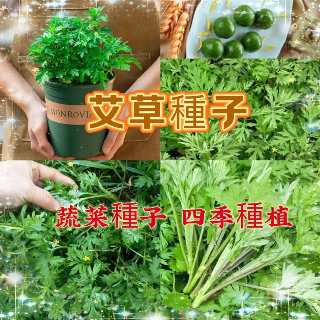 【買二送一】艾草種子 青蒿 艾葉香草驅蟲艾草靳 藥材藥用野生香艾草 藥用食用艾草種子四季易活