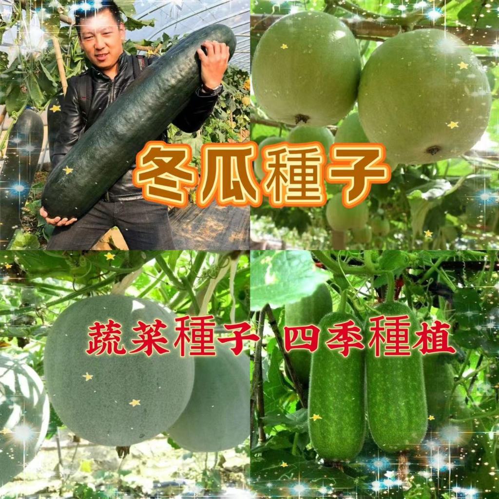 【買二送一】冬瓜種子 庭院陽台高產冬瓜蔬菜種子爬藤滿地爬迷你小冬瓜香芋冬瓜一串鈴元寶小冬瓜種子 蔬菜種子