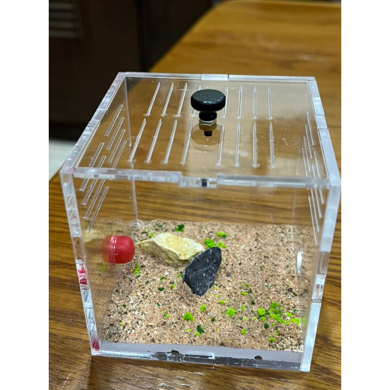 劉大蟻巢 飼養盒 螞蟻餵食盒 活動區6.5x6.5x6.5