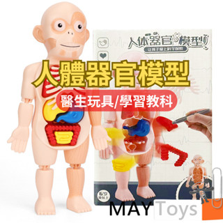 【美美家小舖】人體器官模型 人體模型 學習教具 人體器官 兒童玩具 醫生玩具 人體玩具 解剖