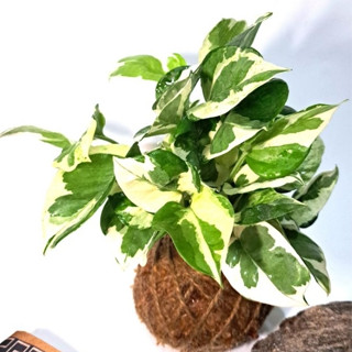 苔球(直徑約8-9cm/斑葉黃金葛🌱/造景盆栽/上板植物/文青小品/療癒蕨品/家居飾品/🌿漂流木手工蕨品坊🌿