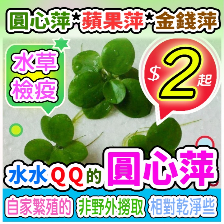 買10送1【漂亮現貨】＠圓心萍＠蘋果萍 招財開運水草 滿百元出貨可混搭 自家生態缸繁殖.紅球孔雀魚鬥魚米蝦鼠魚.綠水黑土