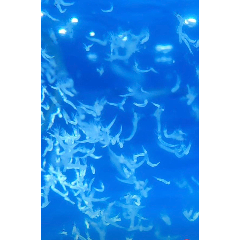 糠蝦（活凍）（無水真空包裝）