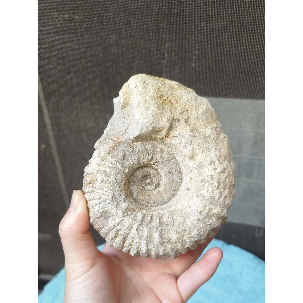 《瑜坊》菊石 鸚鵡螺 化石 NO.2 約12*10*6 cm＊重約 0.816 kg 無拋光 無底座 實拍