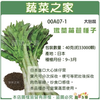 【蔬菜之家滿額免運】大包裝A07-1.嫩莖萵苣種子40克(約33000顆)