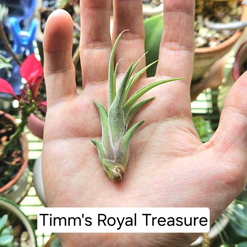 〔鳳梨草手〕空氣鳳梨-皇家寶藏T.Timm's Royal Treasure，小精靈×電捲