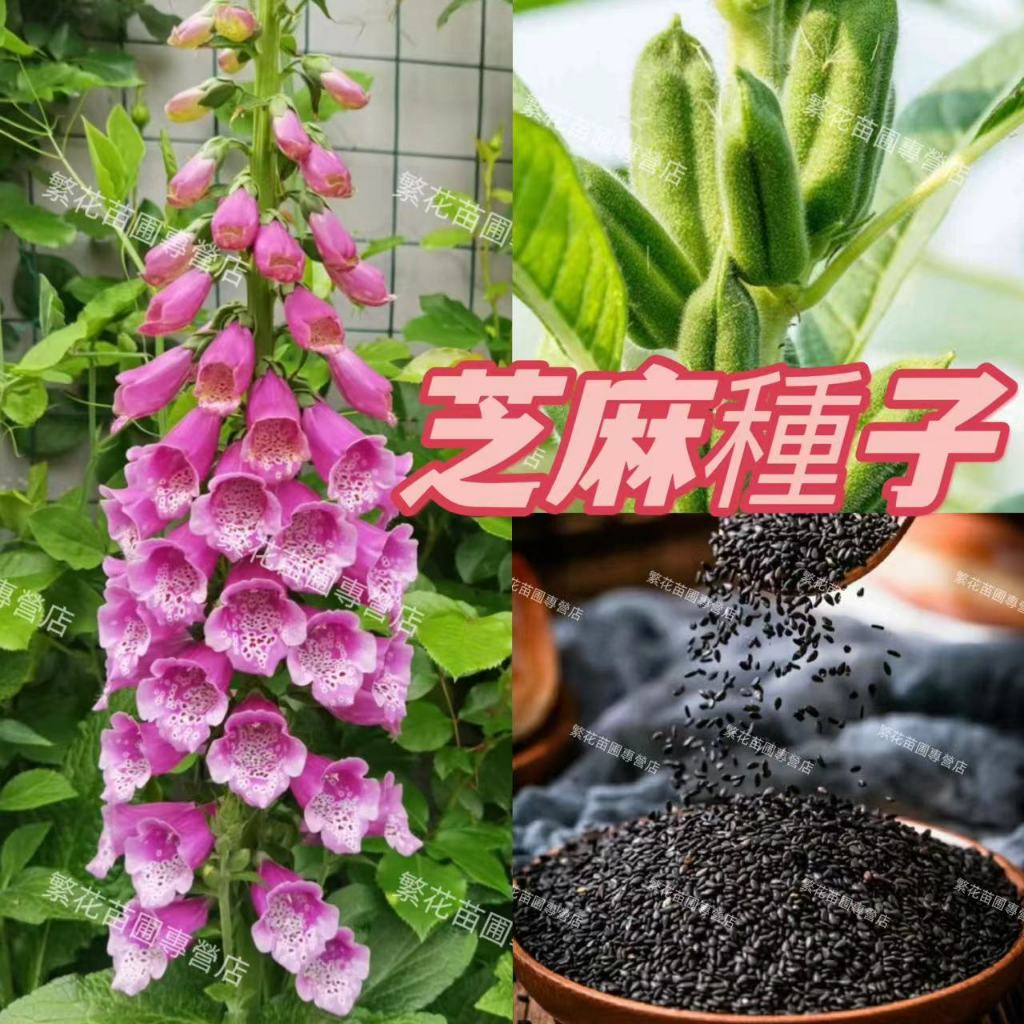 💥💥【蝦皮優選 芝麻種子】矮腳霸王鞭 白芝麻 黑芝麻 優質高油高產種植 早熟 高產 抗病種植四季種植種子 可觀賞植物種子