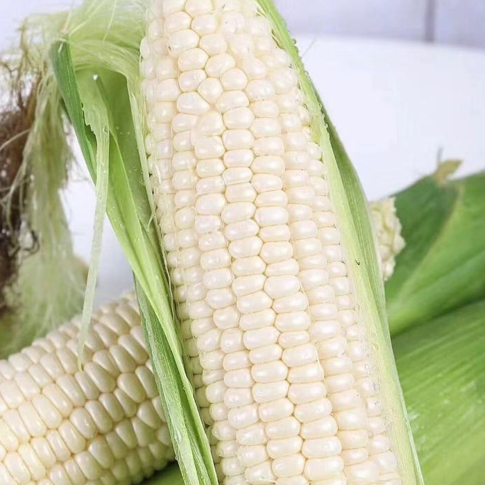 💥💥【免運大熱銷】今年新品 高質量白龍王玉米種子 白玉米種子 玉米種子 水果玉米種子 爆漿白玉米 可生吃玉米 100%