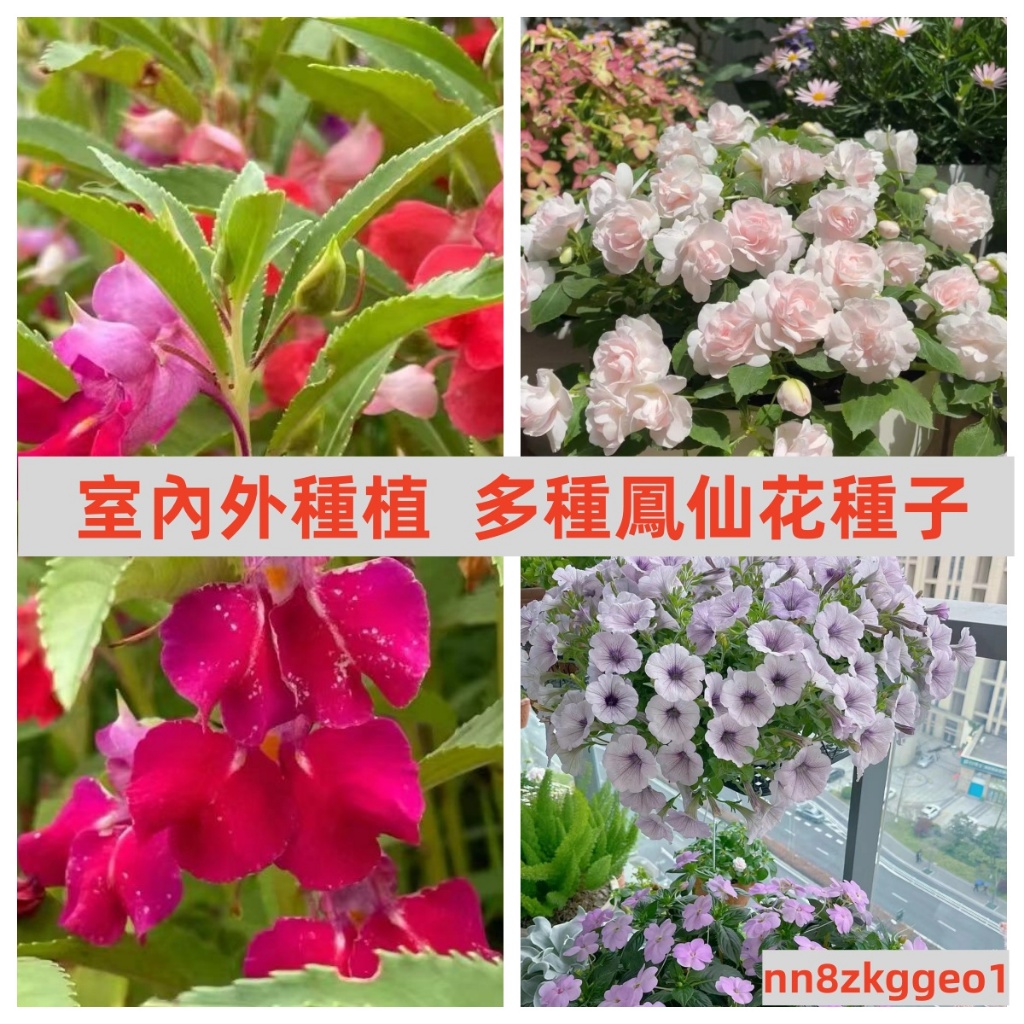 🔥【鳳仙花種子】四季易種 重瓣 鳳仙花種子 陽臺盆栽 指甲花種籽陽臺盆栽簡單易種 花卉種子