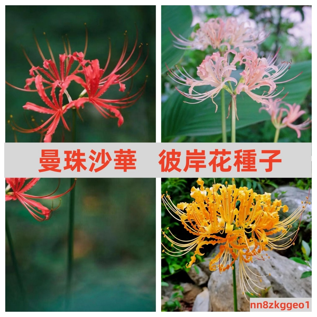 🔥【彼岸花種子】四季開花曼珠沙華彼岸花石蒜室內外陽臺花卉盆栽抗寒耐旱易活好養