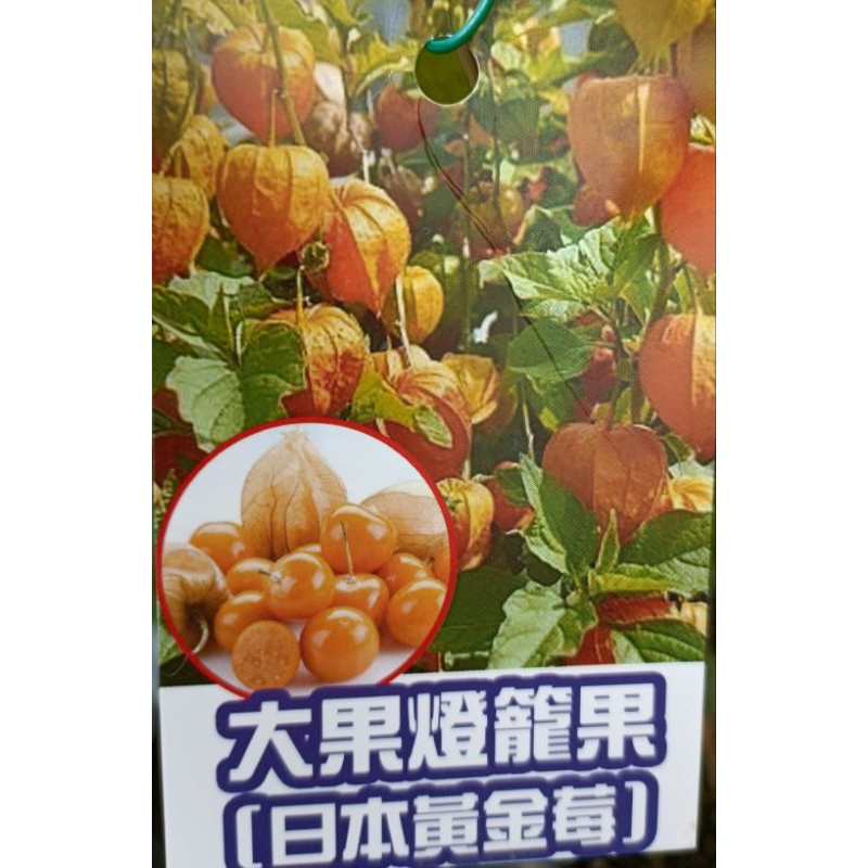 玫森 日本燈籠果 4-5吋袋苗 水果苗