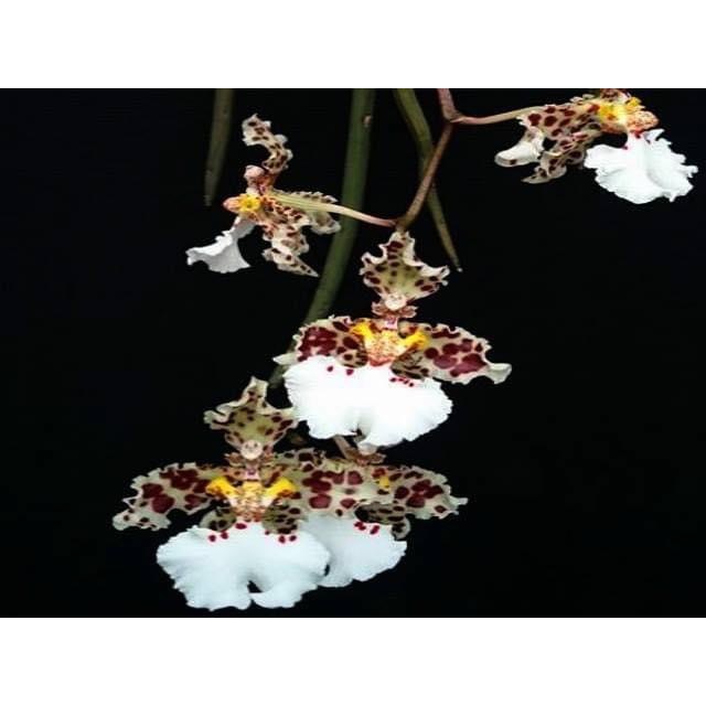 噢葉design  "Oncidium jonesianum"  蘭花、塊根植物、圓葉花燭、蔓綠絨、鹿角蕨、觀葉植物