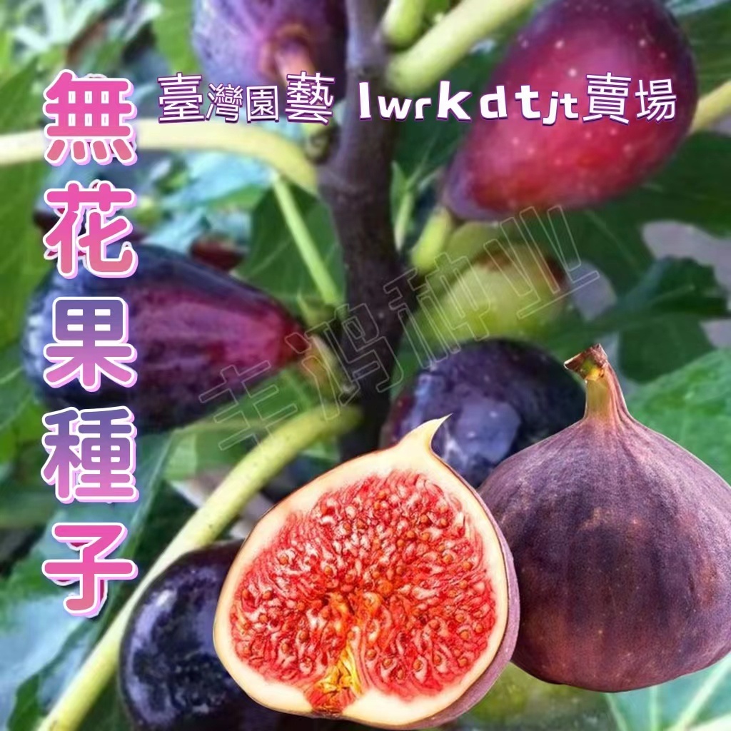 🔥✨蝦皮熱銷【開發票】收據【無花果種子】巨無霸無花果 日本無花果種子 青皮無花果種子特大無花果種子豐產高甜度高 盆栽水果