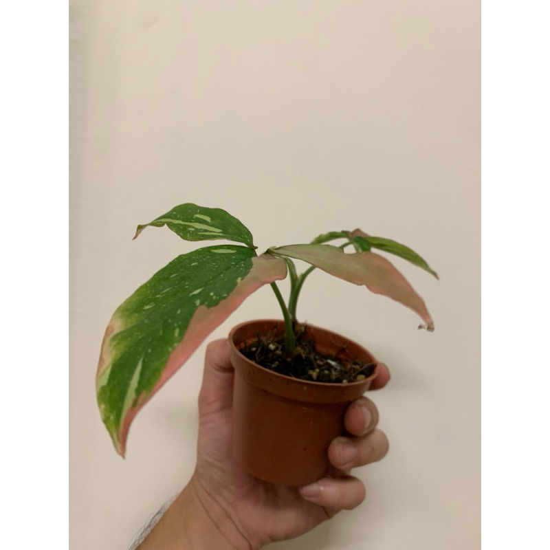 美斑三色合果芋·觀葉植物·雨林植物·粉紅斑