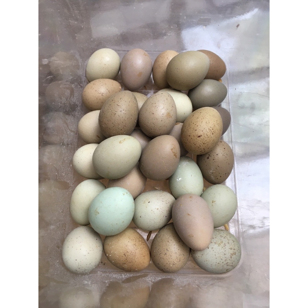 蘆丁雞種蛋 特殊玩色蛋 受精蛋 種蛋 各色皆有 24h發貨 量大可談