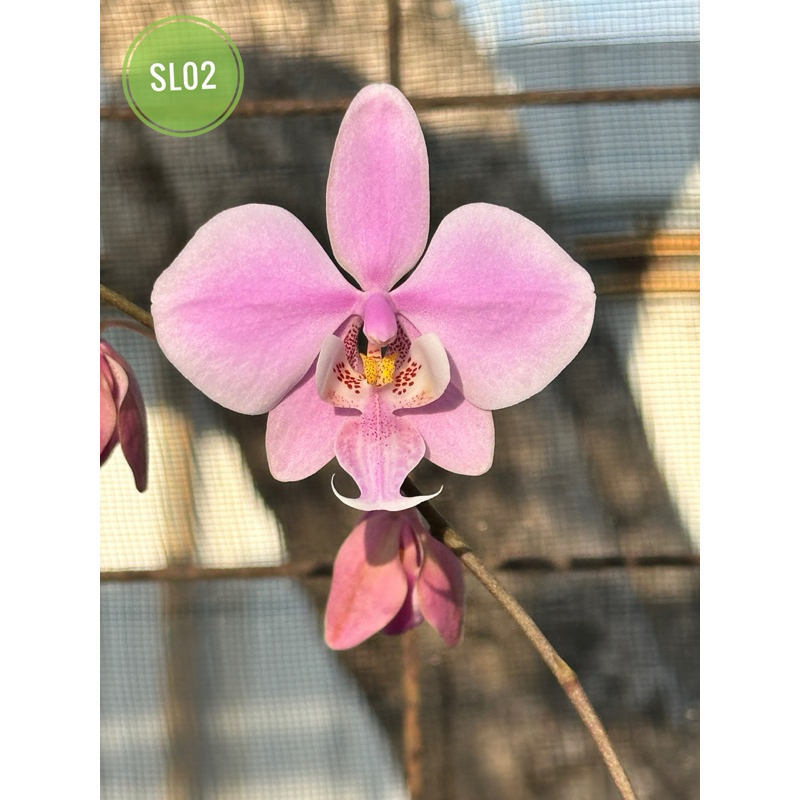 西蕾莉斑葉蝴蝶蘭  Phal. schilleriana x sib   A組