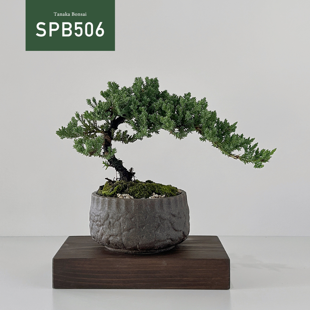 【Tanaka Bonsai】SPB506 珍珠柏盆景 (不含木墊片與枯山水套件） ｜松柏盆栽