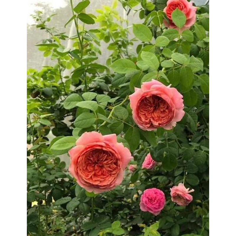 《煎餅磨坊》日本河本純子 半蔓性玫瑰 灌木玫瑰 玫瑰 薔薇 月季 三寸半苗 自產自銷