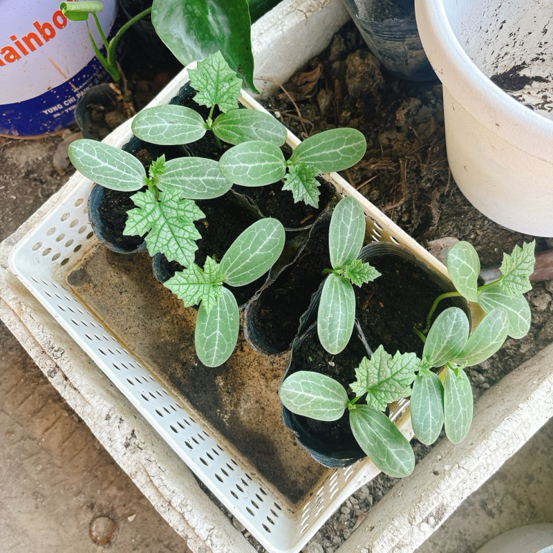 絲瓜苗，3寸盆，好種植結果