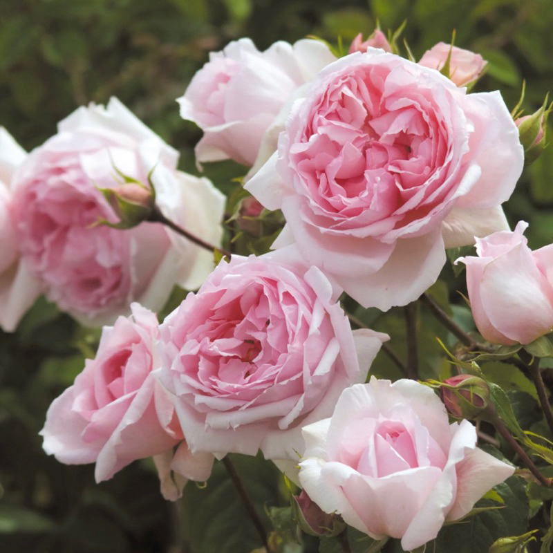 《威基伍德》英國玫瑰 半蔓性玫瑰 藤本月季  月季 薔薇 玫瑰 三寸半苗