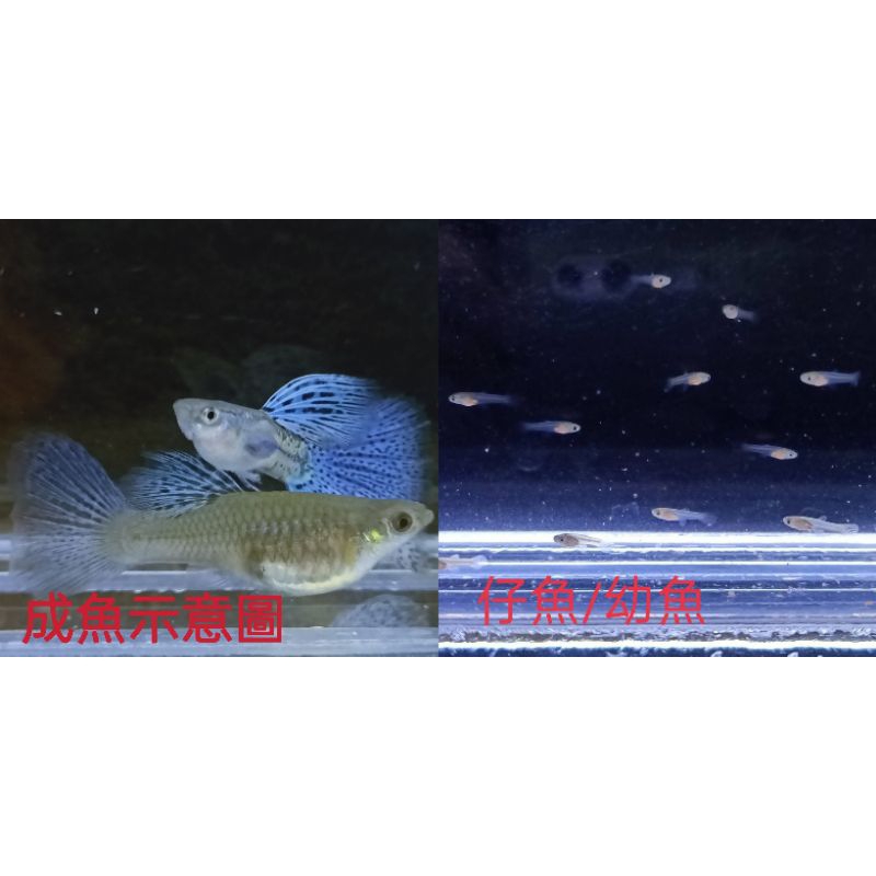 魚~~藍草尾孔雀魚-仔魚/幼魚