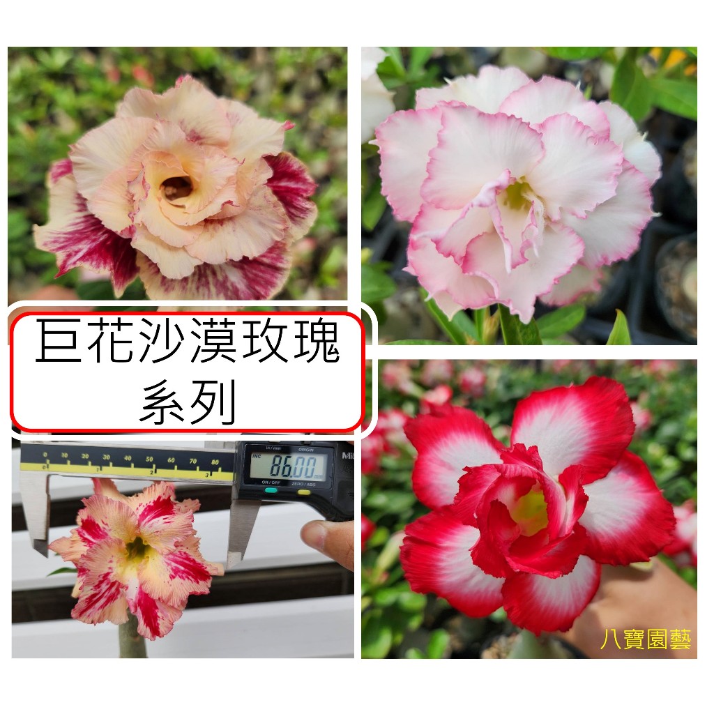 【八寶園藝】沙漠玫瑰 多肉植物 超美盆栽 重瓣巨花沙漠玫瑰系列 每一朵都超過8公分！